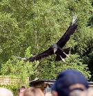 Black Vulture (Coragyps atratus)