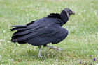 Black Vulture (Coragyps atratus)