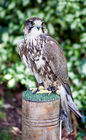 Peregrine Falcon (Falco peregrinus)