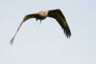 Black Kite (Milvus migrans)