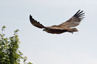 Black Kite (Milvus migrans)