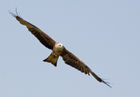 Black Kite (Milvus migrans)