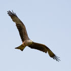 Black Kite (Milvus migrans)