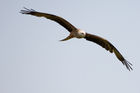 Black Kite (Milvus migrans)