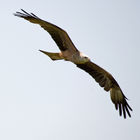Black Kite (Milvus migrans)