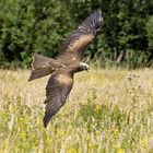 Black Kite (Milvus migrans)