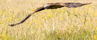 Black Kite (Milvus migrans)