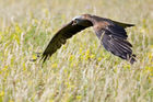 Black Kite (Milvus migrans)