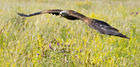 Black Kite (Milvus migrans)