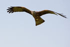 Black Kite (Milvus migrans)