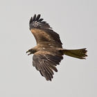 Black Kite (Milvus migrans)