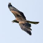 Black Kite (Milvus migrans)
