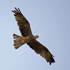 Black Kite (Milvus migrans)