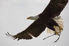 Bald eagle (Haliaeetus leucocephalus)