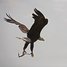 Bald eagle (Haliaeetus leucocephalus)