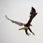 Bald eagle (Haliaeetus leucocephalus)