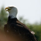 Bald eagle (Haliaeetus leucocephalus)