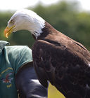 Bald eagle (Haliaeetus leucocephalus)