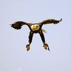 Bald eagle (Haliaeetus leucocephalus)