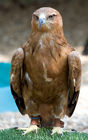 Male Tawny Eagle (Aquila rapax)