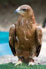 MaleTawny Eagle (Aquila rapax)