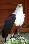 African Fish Eagle (Haliaeetus vocifer)