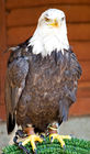 Bald Eagle (Haliaeetus leucocephalus)