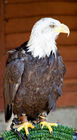 Bald Eagle (Haliaeetus leucocephalus)