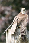Peregrine Falcon (Falco peregrinus)