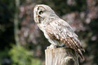 Great Grey Owl (Strix nebulosa)