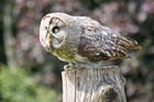 Great Grey Owl (Strix nebulosa)