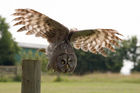 Great Grey Owl (Strix nebulosa)
