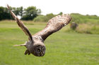 Great Grey Owl (Strix nebulosa)