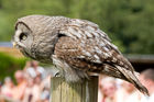 Great Grey Owl (Strix nebulosa)