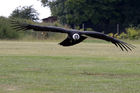 Andean Condor (Vultur gryphus)