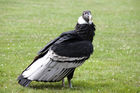 Andean Condor (Vultur gryphus)
