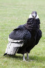 Andean Condor (Vultur gryphus)