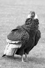 Andean Condor (Vultur gryphus)