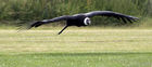 Andean Condor (Vultur gryphus)