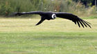 Andean Condor (Vultur gryphus)