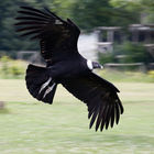 Andean Condor (Vultur gryphus)
