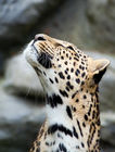 African Leopard (Panthera pardus)