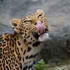 African Leopard (Panthera pardus)