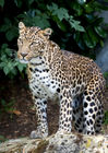 African Leopard (Panthera pardus)