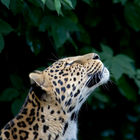 African Leopard (Panthera pardus)