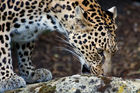 African Leopard (Panthera pardus)