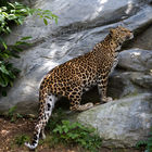 African Leopard (Panthera pardus)