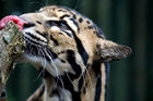 Clouded leopard (Neofelis nebulosa)
