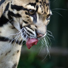 Clouded leopard (Neofelis nebulosa)