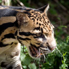 Clouded leopard (Neofelis nebulosa)